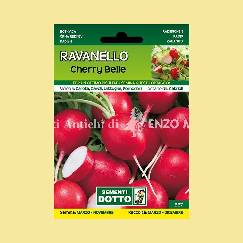 Ravanello - Cherry Belle