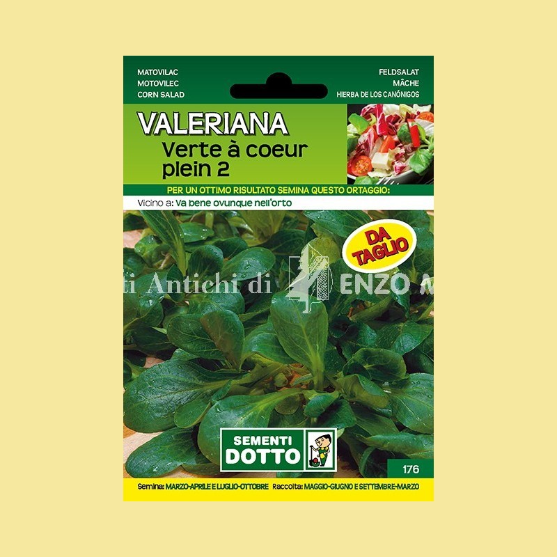 Valeriana - Verte à Coeur Plein 2