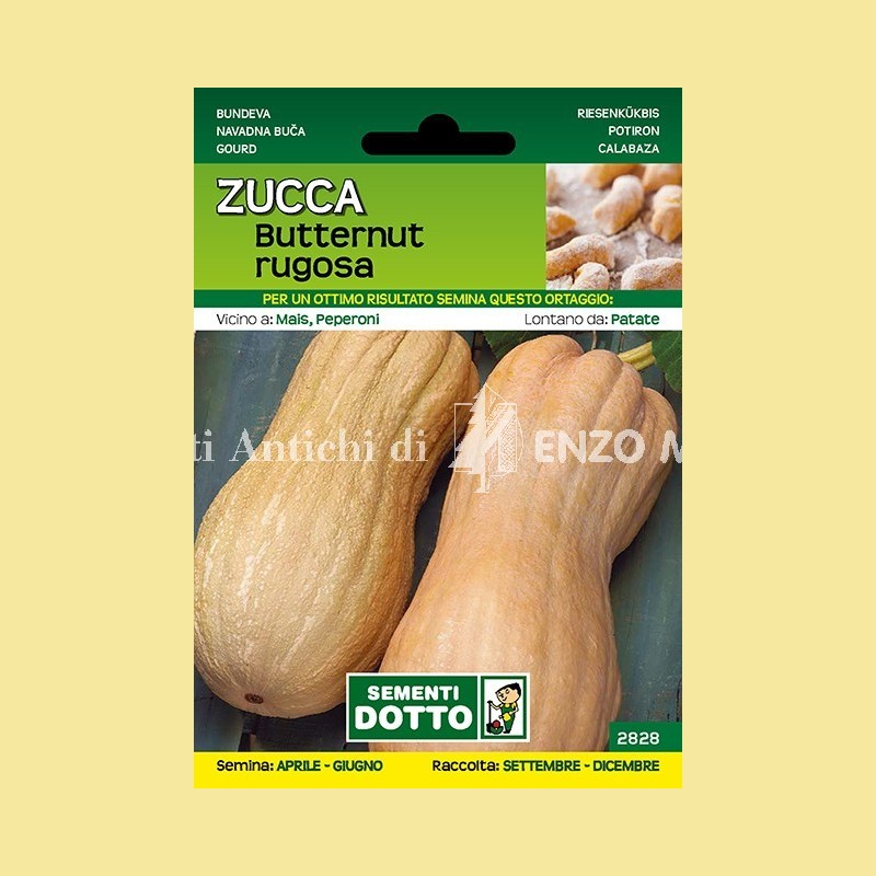 Zucca - Butternut Rugosa