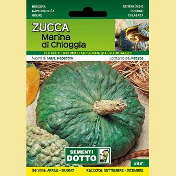 Zucca - Marina di Chioggia