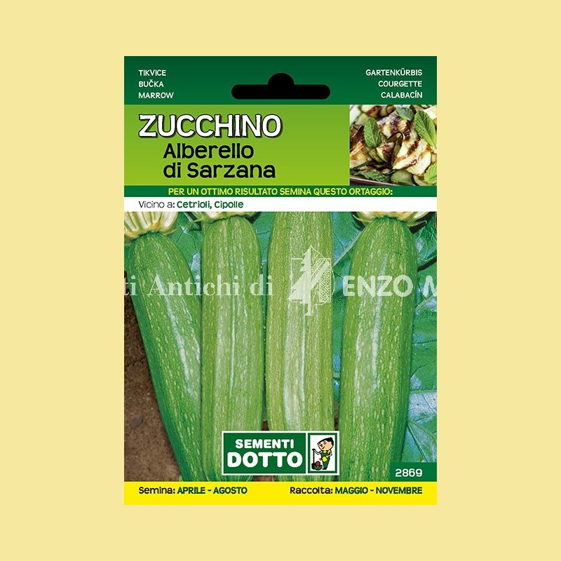 Zucchino - Alberello di Sarzana