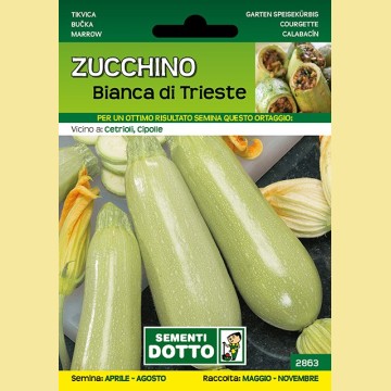 Zucchino - Bianca di Trieste