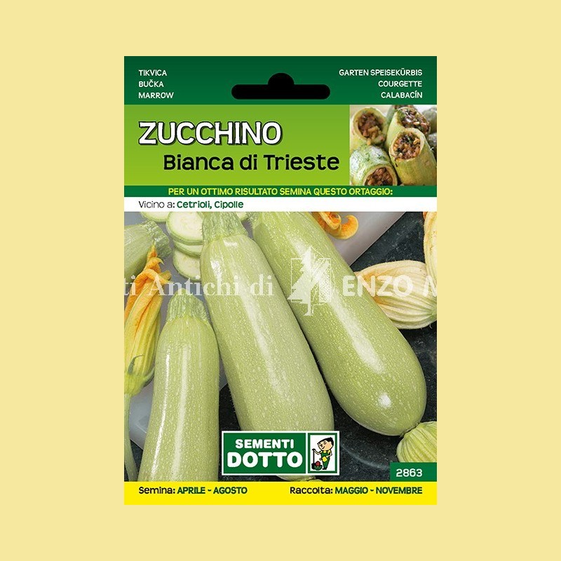 Zucchino - Bianca di Trieste