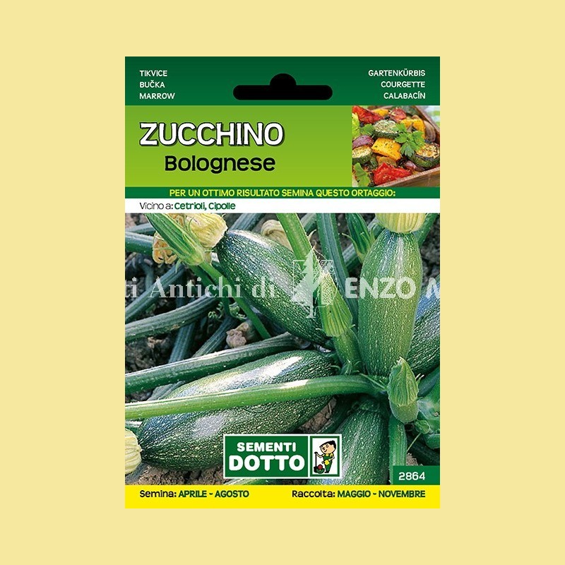 Zucchino - Bolognese