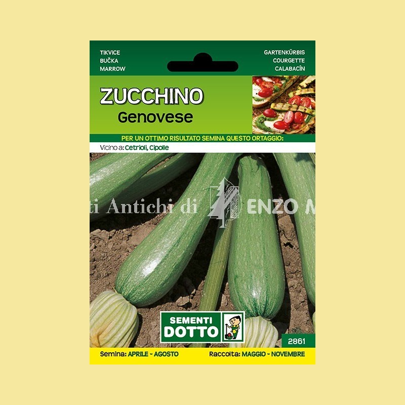 Zucchino - Genovese