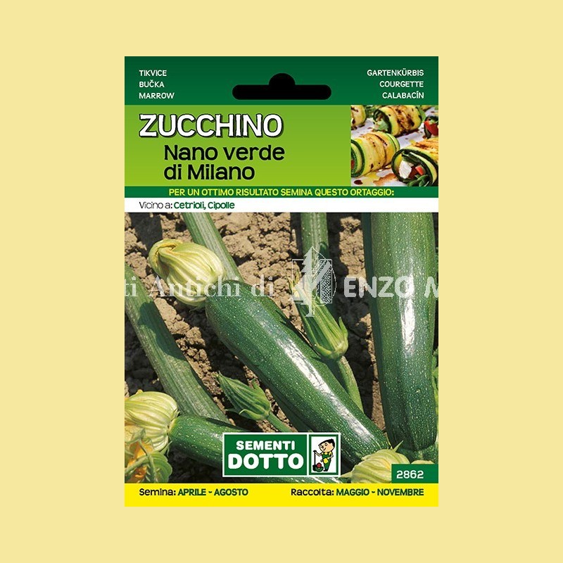Zucchino - Nano Verde di Milano