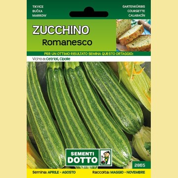 Zucchino - Romanesco