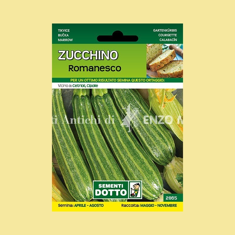 Zucchino - Romanesco