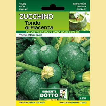 Zucchino - Tondo di Piacenza