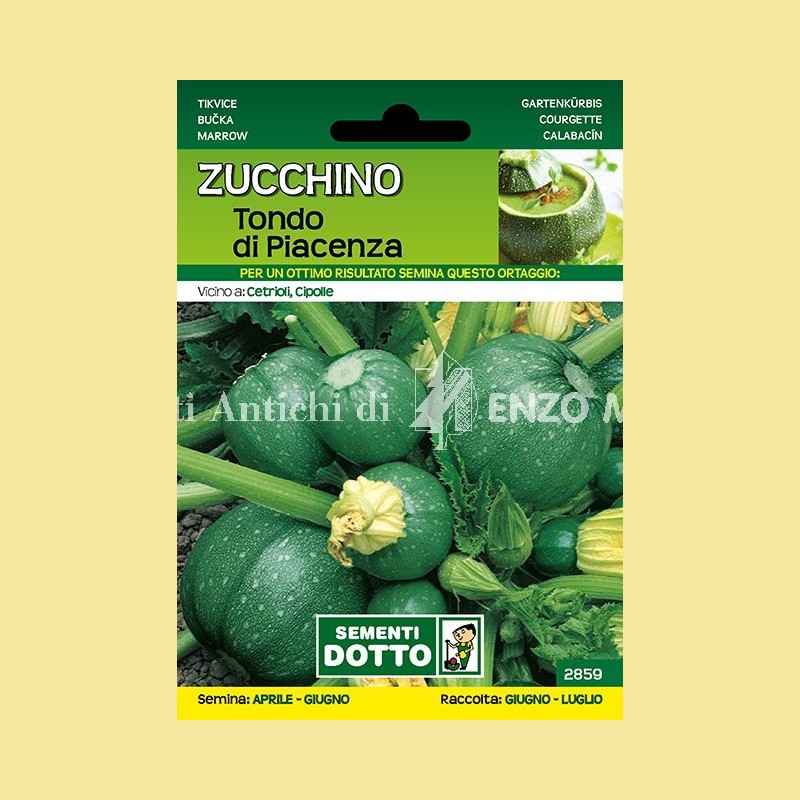 Zucchino - Tondo di Piacenza