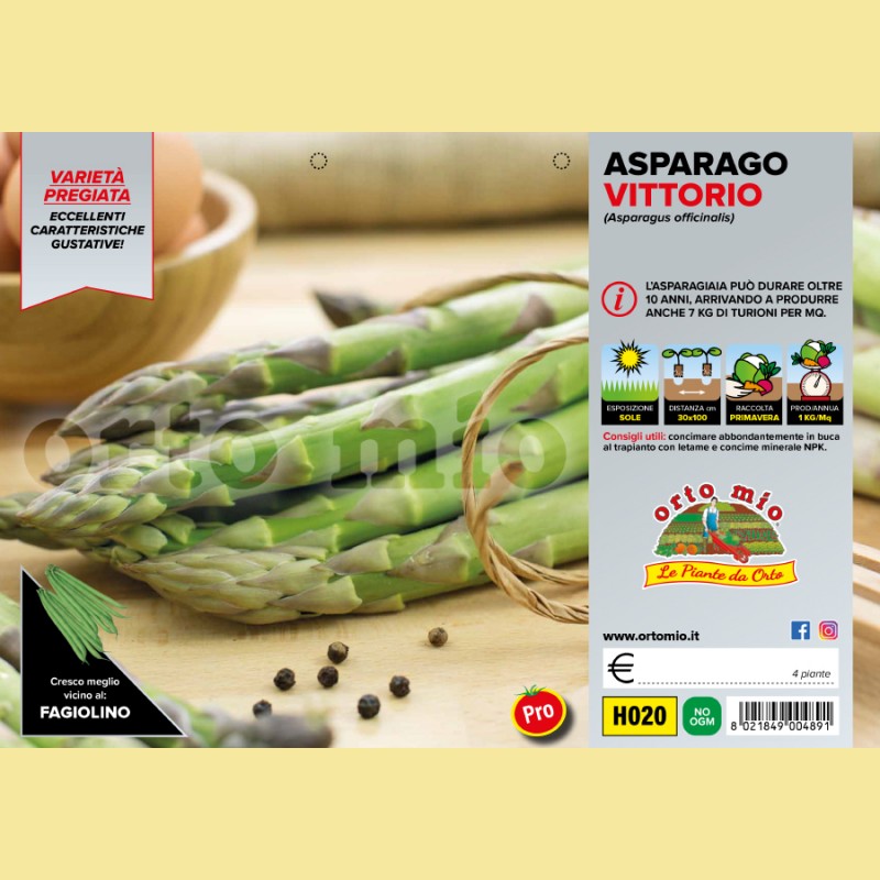 Asparago verde Vittorio F1 - 4 piante - Orto Mio