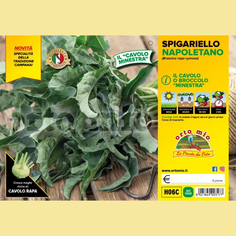 Cavolo broccolo spigarello napoletano (minestra) - 6 piante - Orto Mio