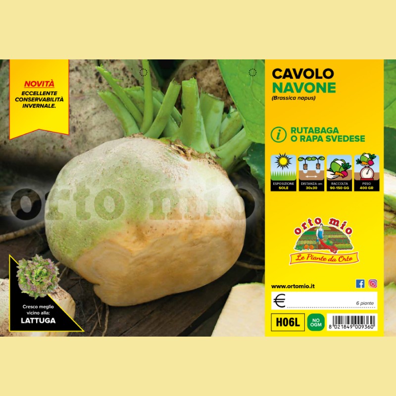 Cavolo Navone o Rutabaga Wilhelmsburger - 6 piante - Orto Mio