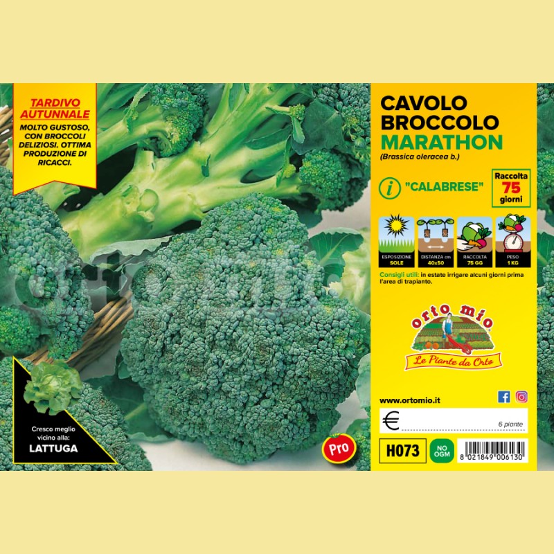 Cavolo broccolo calabrese tardivo Marathon F1 - 6 piante - Orto Mio
