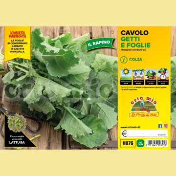 Cavolo broccolo getti e foglie (Colza) o Broccolo Rapino - 6 piante - Orto Mio
