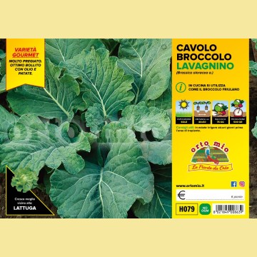 Cavolo broccolo Lavagnino - 6 piante - Orto Mio