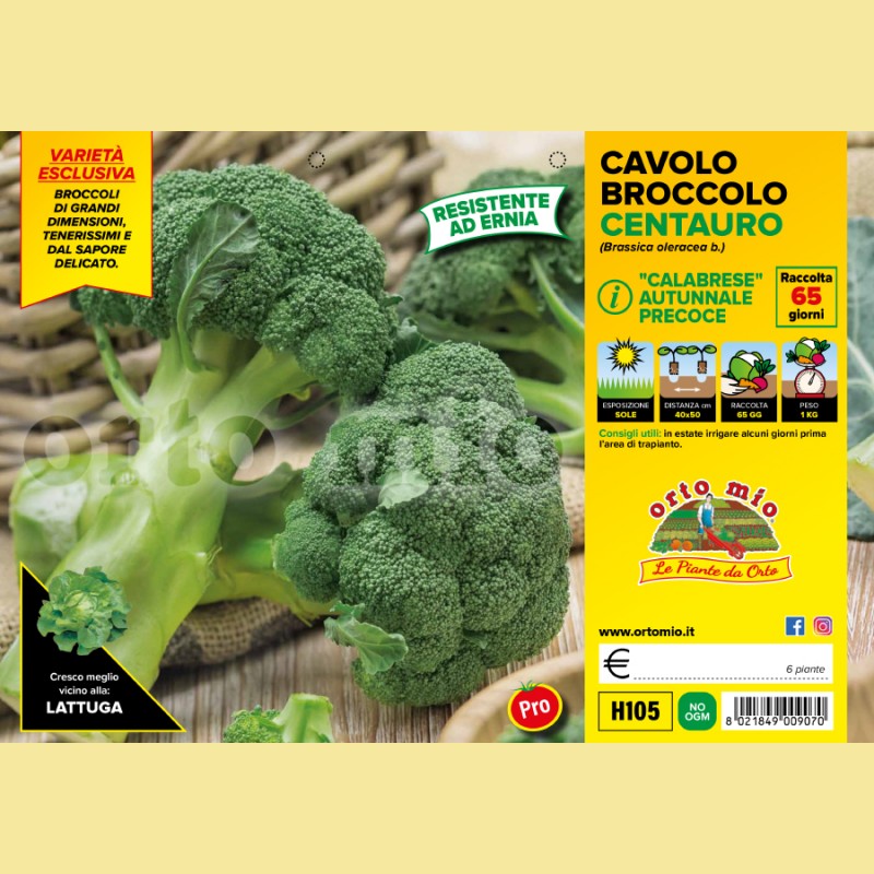 Cavolo broccolo calabrese autunnale Centauro F1 - 6 piante - Orto Mio