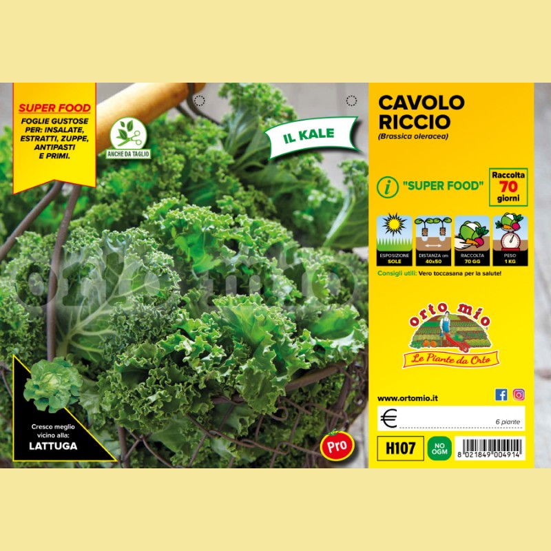 Cavolo riccio Green Kale F1 - 6 piante - Orto Mio