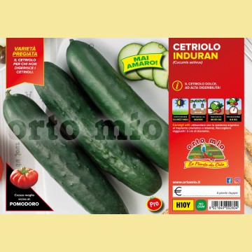 Cetriolo digeribile Induran F1 - 4 piante - Orto Mio
