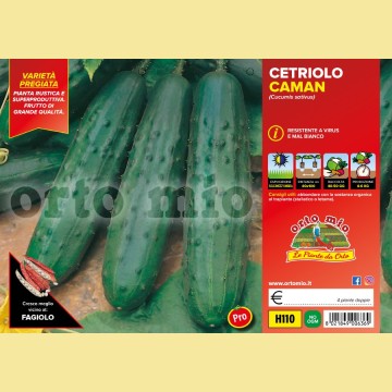Cetriolo Classico Caman F1 - 4 piante - Orto Mio