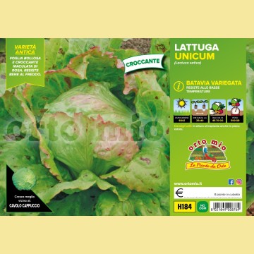 Lattuga batavia variegata Unicum - 9 piante - Orto mio