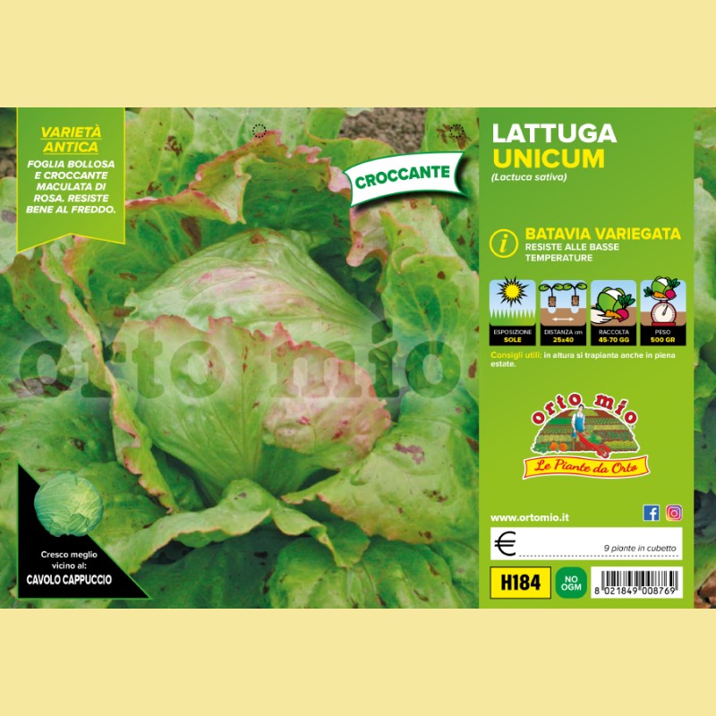 Lattuga batavia variegata Unicum - 9 piante - Orto mio
