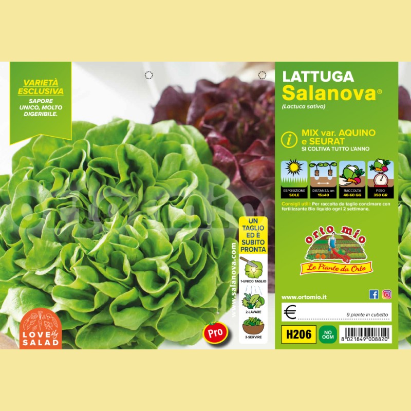 Lattuga Salanova mix a foglia liscia Acuino e Seurat - 9 piante - Orto mio