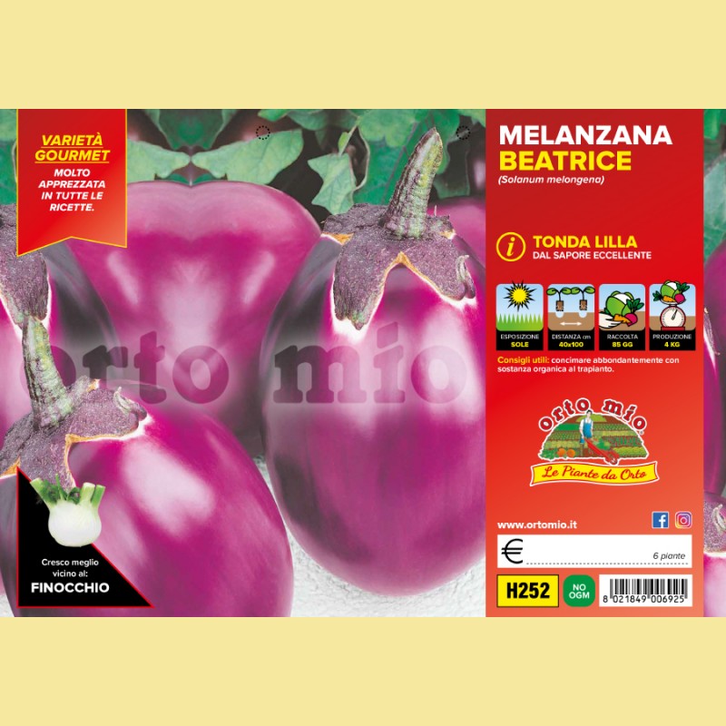 Melanzana tonda lilla Beatrice F1 - 4 piante - Orto Mio