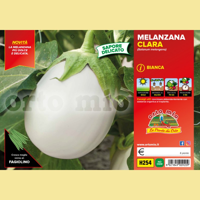 Melanzana bianca Clara F1 - 4 piante - Orto Mio