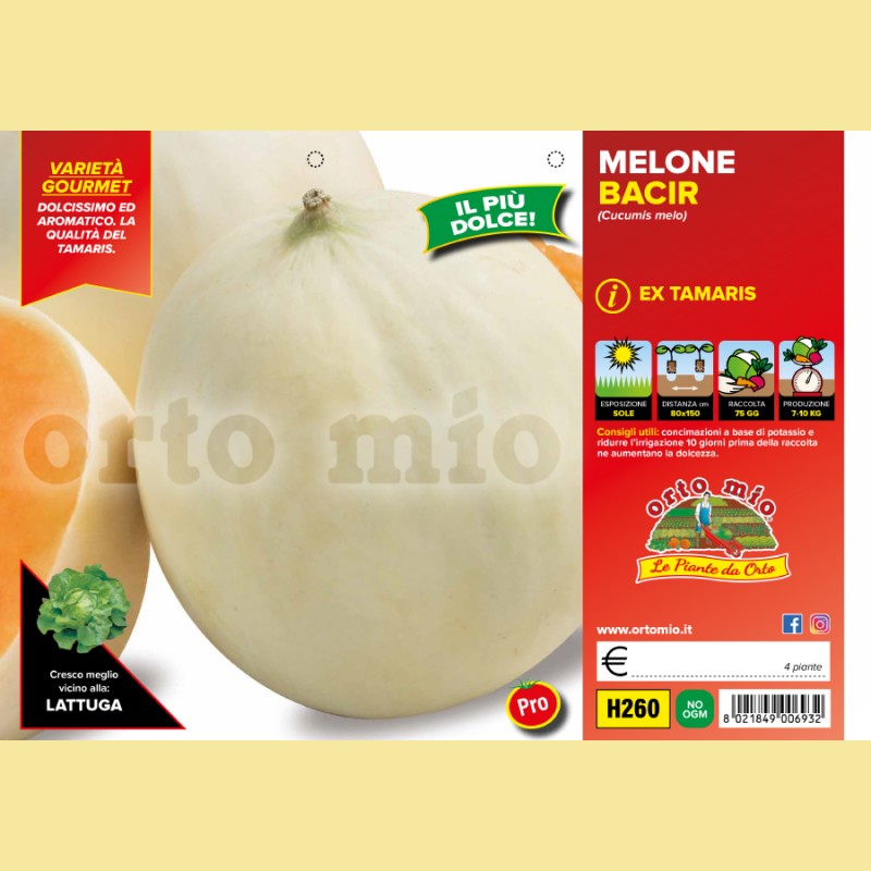 Melone liscio Bacir F1 - 4 piante - Orto Mio
