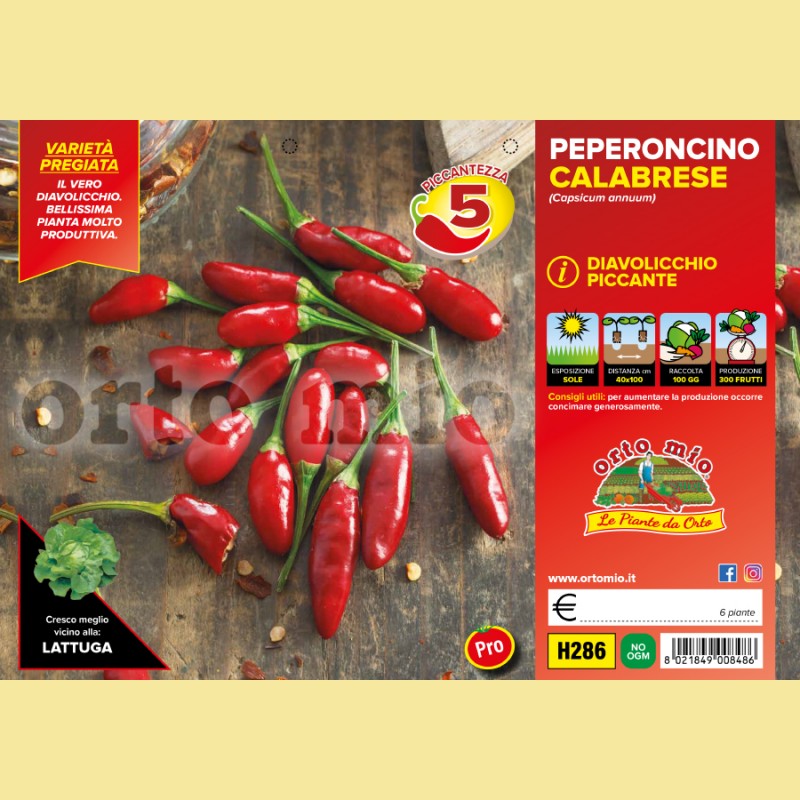 Peperone piccante calabrese diavolicchio Italico F1 - 6 piante - Orto Mio