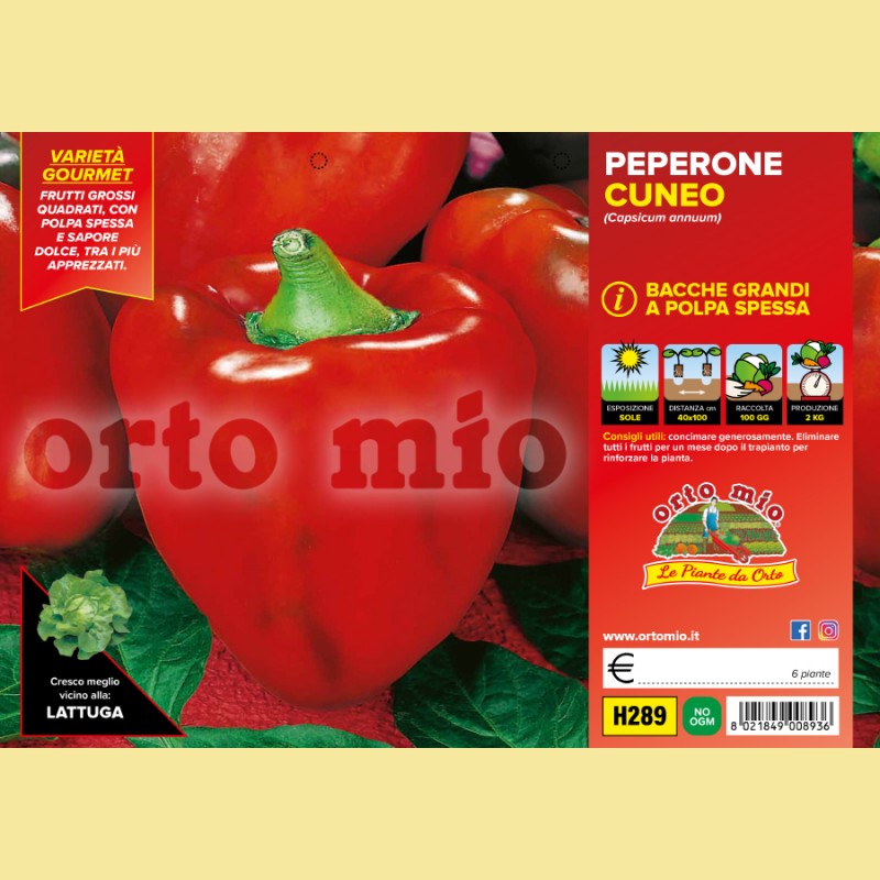 Peperone rosso di cuneo F1 - 6 piante - Orto Mio