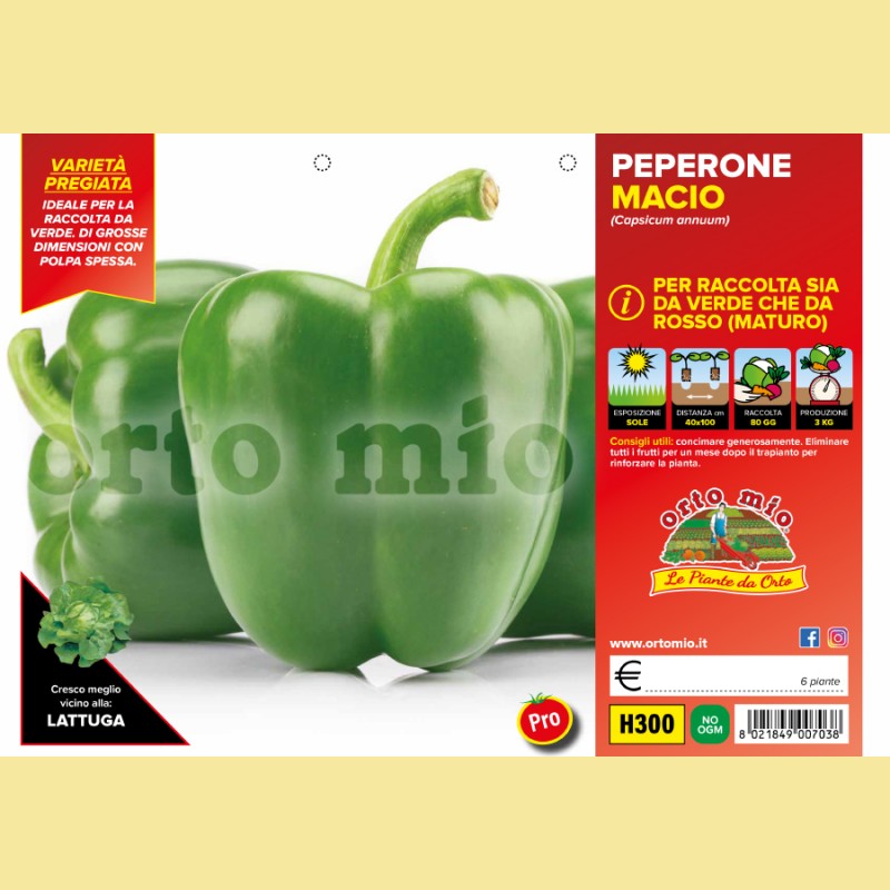 Peperone verde Macio F1 - 6 piante - Orto Mio