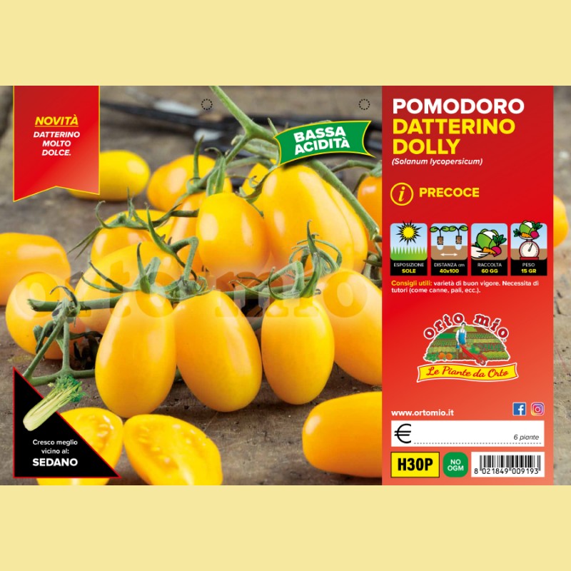Pomodoro datterino giallo Dolly F1 - 6 piante - Orto Mio