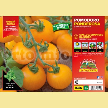 Pomodoro da appendere Ponderosa giallo - 6 piante - Orto Mio