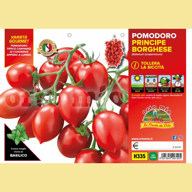 Pomodoro da appendere Principe borghese - 6 piante - Orto Mio