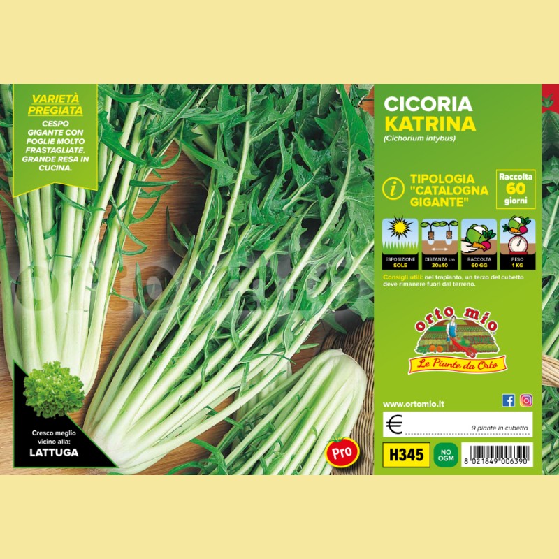 Cicorie e Radicchio catalogna gigante Katrina F1 - 9 piante - Orto Mio
