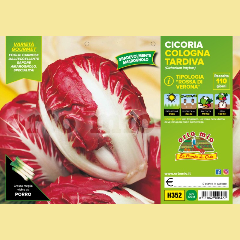Cicorie e Radicchio rossa di  Verona tardiva Cologna tardiva - 9 piante - Orto Mio