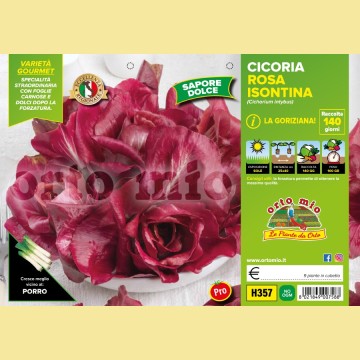 Cicorie e Radicchio Goriziana o Rosa isontina - 9 piante - Orto Mio