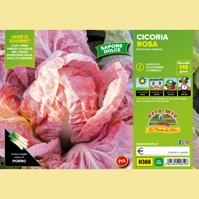 Cicorie e Radicchio rosa di Verona Rosa - 9 piante - Orto Mio