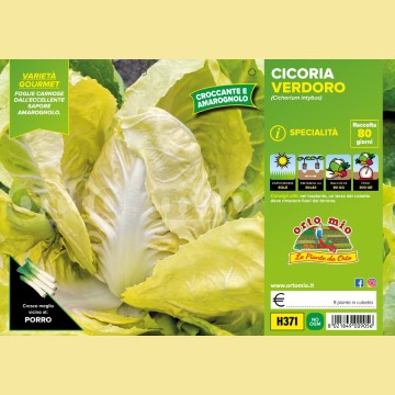 Cicorie e Radicchio gialla Verdeoro - 9 piante - Orto Mio