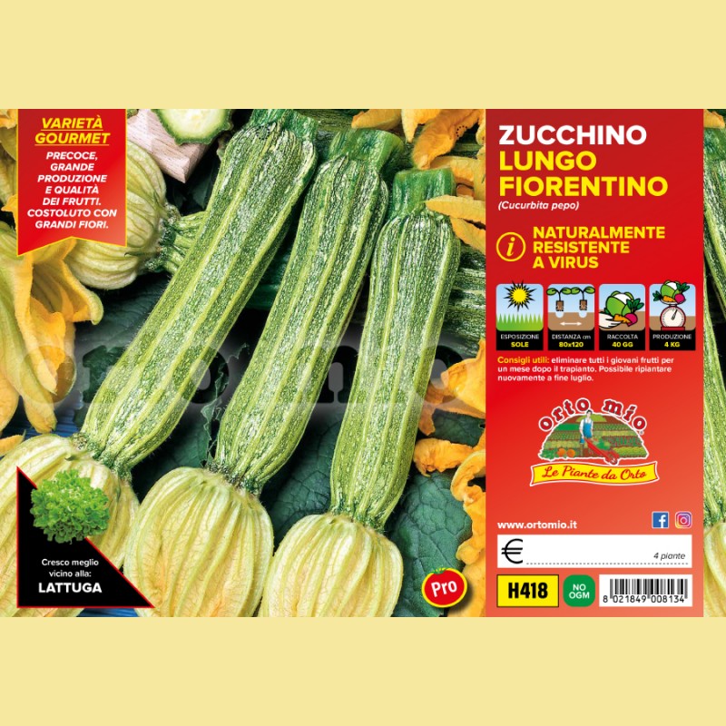 Zucchino lungo fiorentino Tirreno F1 - 4 piante - Orto Mio