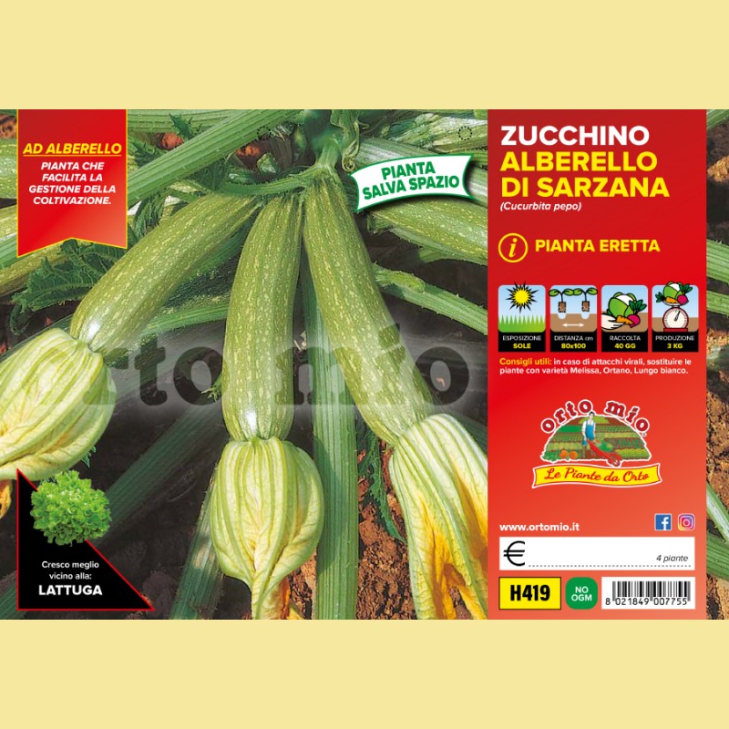 Zucchino alberello di Sarzana Levante F1 - 4 piante - Orto Mio