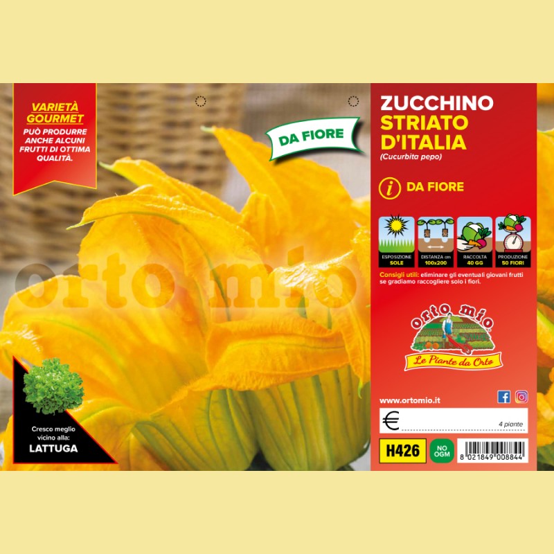 Zucchino da Fiore Striato d'Italia F1 - 4 piante - Orto Mio