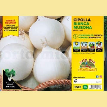 Cipolla bianca tonda Musona - 12 piante - Orto mio