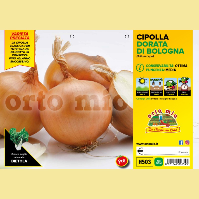 Cipolla dorata di Bologna Boreas F1/Elenka F1 - 12 piante - Orto mio