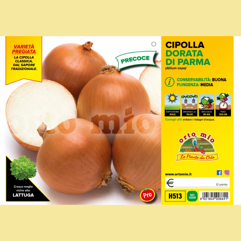 Cipolla dorata precoce di Parma Galatea F1/Bonus F1 - 12 piante - Orto mio