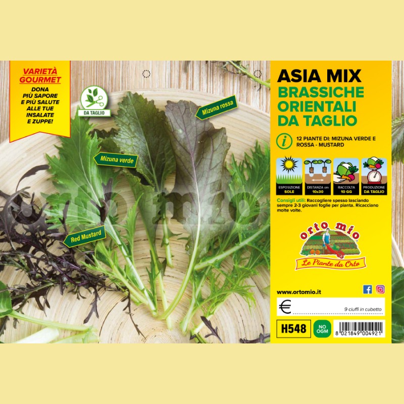 Lattuga mix di brassiche Orientali Asia Mix (Mizuna verde e rossa e red Mustard) - 9 piante - Orto mio