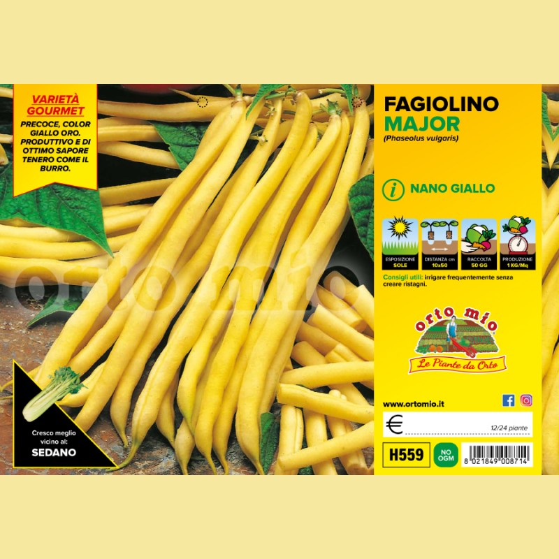 Fagiolino nano giallo Major - 12 piante - Orto Mio