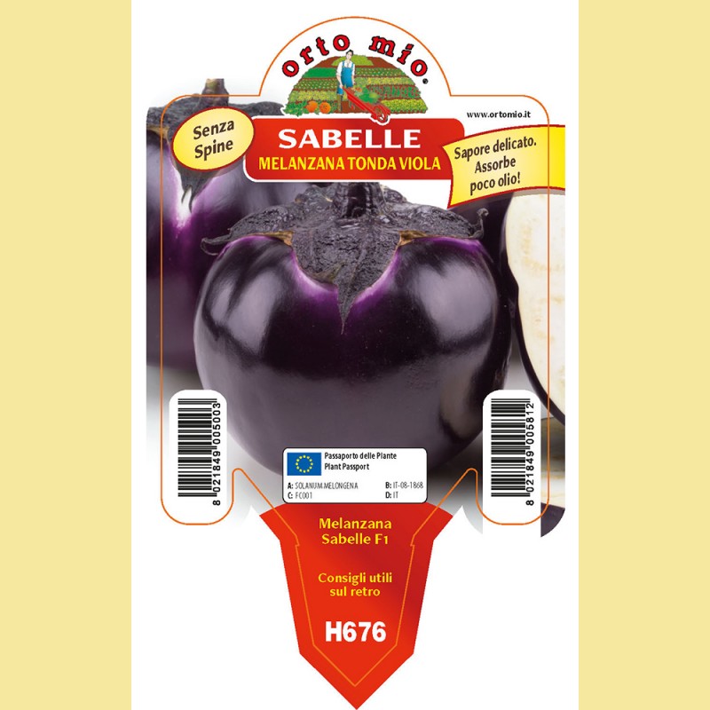 Melanzana tonda viola Sabelle F1 - 1 pianta vaso 10 - Orto Mio